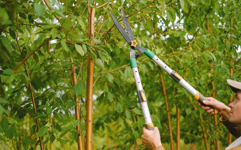 Tree trimming in Montpelier, ND
