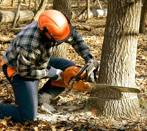 Tree Removal in Montpelier, ND